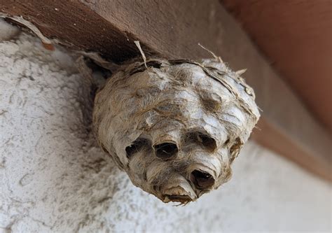 How to Safely Get Rid of Wasp Nests Without Getting Stung