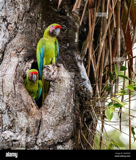 Two large chickens of the great green macaw (Ara ambiguus) at their ...