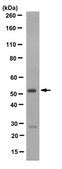 抗MLKL抗体 クローン3H1 clone 3H1, from rat | Sigma-Aldrich