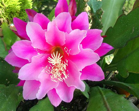 Hawaii Tropical Rainforest Animals