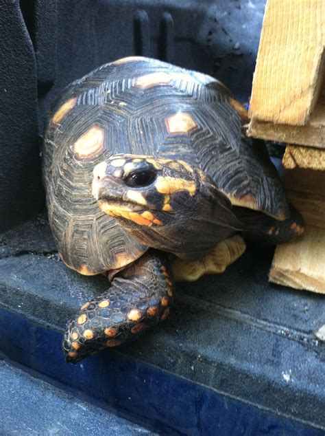 Image result for Biggest Box Turtle