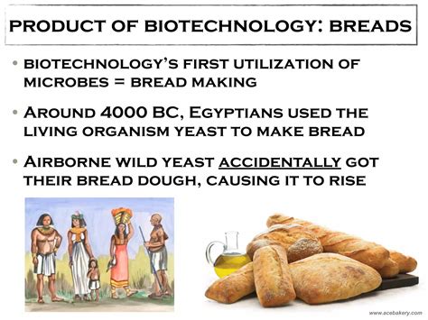Traditional Biotechnology 的图像结果
