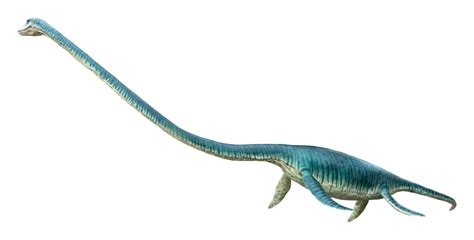 Elasmosaurus Animal Facts - Elasmosaurus - A-Z Animals