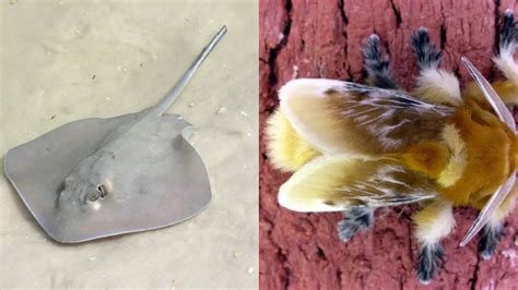 10 most venomous animals in the US from rattlesnakes to jellyfish