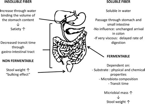 Low-Residue and Low-Fiber Diets in Gastrointestinal Disease Management - Advances in Nutrition