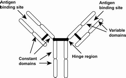 Figure 7.2 Schematic representation of immunoglobulin domains: