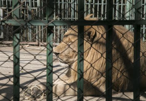 The Life Cycle of Exploitation - FOUR PAWS International - Animal ...