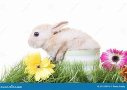 Image result for Rabbit Ester
