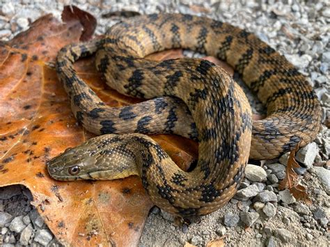 Diamondback Water Snakes