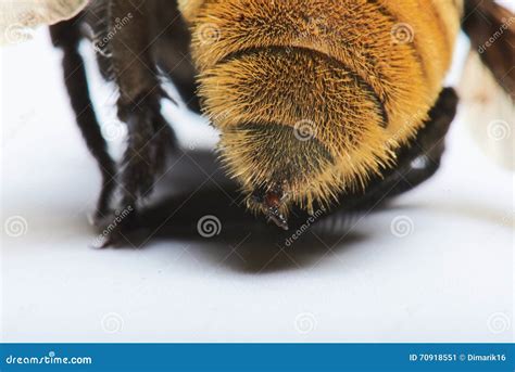 Bumble Bee Sting