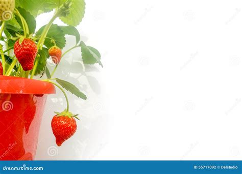 Red Pot of Strawberry Plant on White Stock Photo - Image of closeup ...