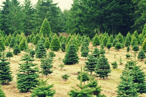 Free Images : tree, nature, mountain, winter, farm, country, green, evergreen, botany ...