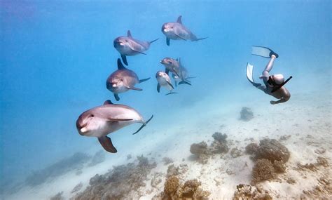 How dolphin brains have evolved to "see" using echolocation Earth.com