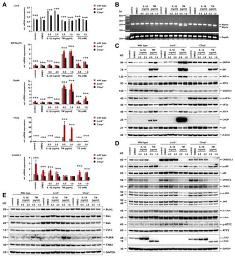 Chronic Carbon Tetrachloride Applications Induced Hepatocyte Apoptosis ...