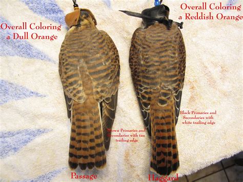 Little Mews on the Prairie: Aging Female Kestrels