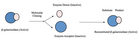 Image result for Alpha Complementation LacZ Assay