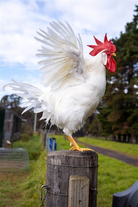 Leghorn Chicken Breed