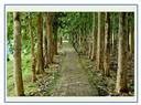 SRI SAI FORESTRY Burma Teak Wood Seeds,Treated Teakwood ,Sagwan Tree ...