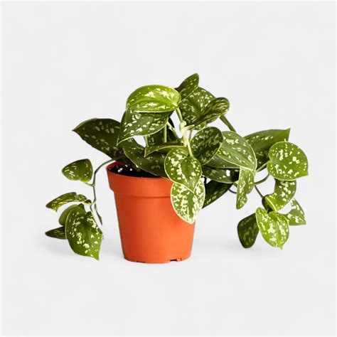 Buy Philodendron Silver Satin Plant online at best price