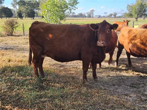 Cattle Breeds – Cattle Vet AU