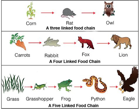Energy Flow Diagram 的图像结果