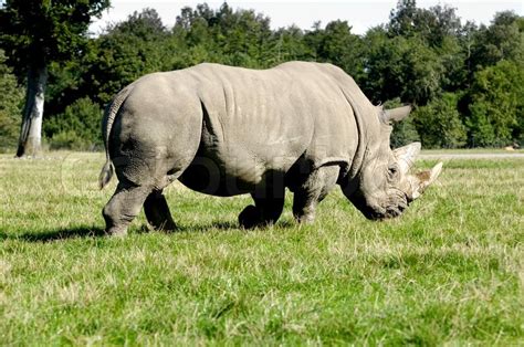 Bildergebnis für rhino runterladen