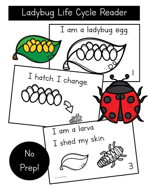 Image result for Ladybug Life Cycle Printable