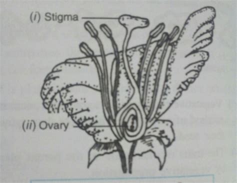 Describe in brief the function of various parts of female reproductive ...