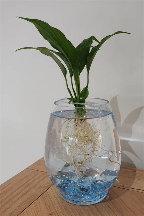 Anyone have a peace lily in water? : r/IndoorGarden
