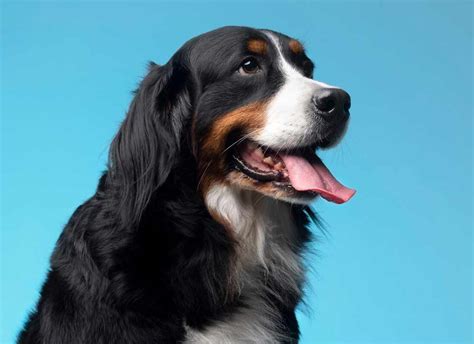 Astrology Tips: 5 Reasons Why You Should Get A Dog | Herzindagi