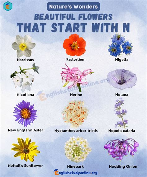 Flowers That Start With N: A Comprehensive List for Your Garden ...