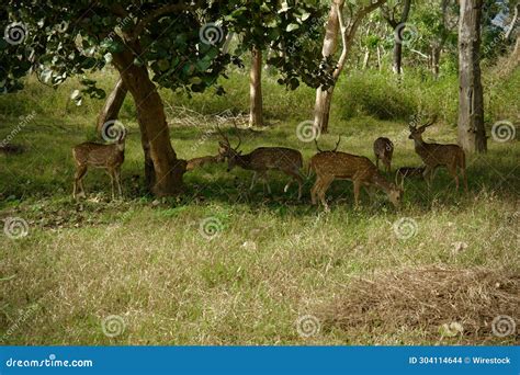 Group of Deer in the Forest in the Bandipur Tiger Reserve in Karnataka Stock Photo - Image of ...