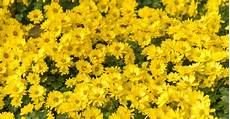 Yellow Flower Picture by What Do Yellow Flowers Stand For When To Send Them Yellow Flower Picture