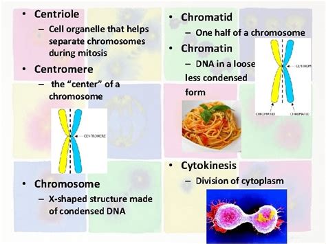Cell Division Cell Division Vocabulary Centriole Centromere Chromosome
