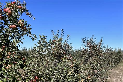 Where to Pick Apples Near Denver: Orchards to Visit This Fall | Denver ...