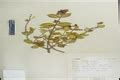 Herbarium JCB