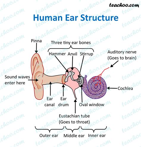Range Of Human Ear