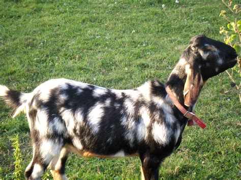 Miniature Horses, Pygmy & Nubian Goats - Welcome to Underwood Farms