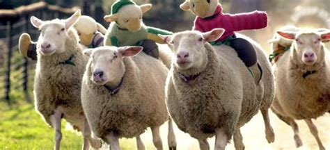 “羊毛党”和“薅羊毛”是什么意思？ | 布丁导航网