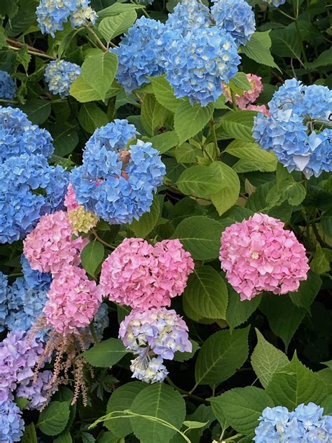 How To Care For Nikko Blue Hydrangea at Nancy Grondin blog