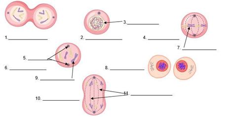 Label the figure below, Stages of mitosis and parts.Arrange the figures ...