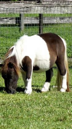 8 most weird emotional support animals people have kept as pets