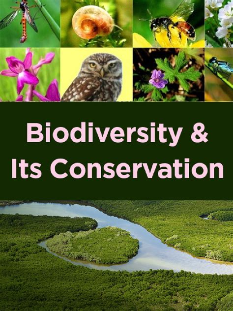 Conservation 的图像结果