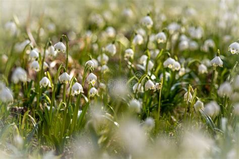 Image result for Spring Snowflake