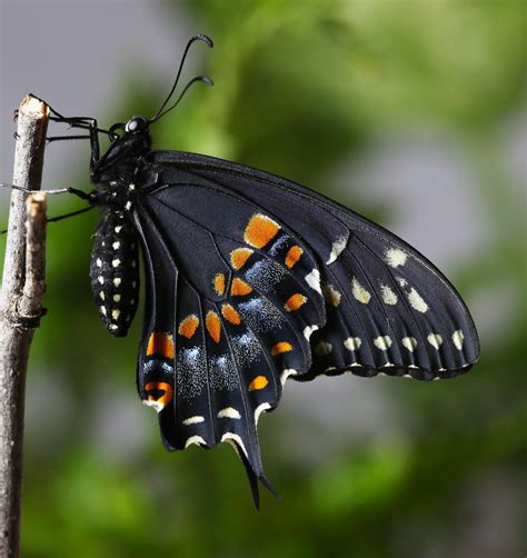All of Nature: Black Swallowtail Butterfly Emerges
