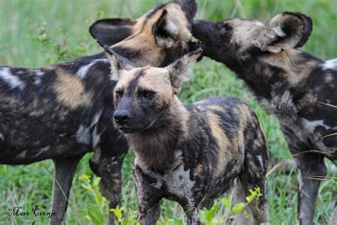African Painted Dog Life Cycle — Destination: Wildlife™