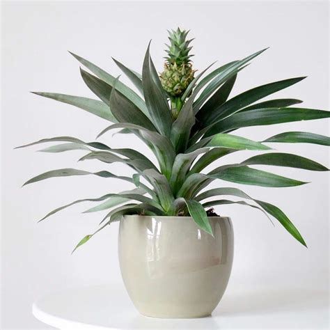 Pineapple Plant Care and Growing Guide | Plantcarefully