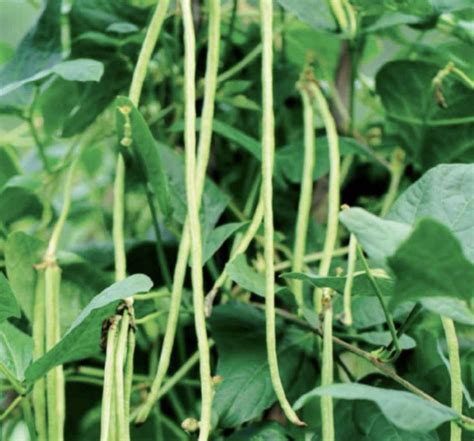 Image result for Python Snake Bean Seeds