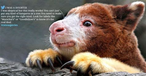 Zoos are tweeting Amazon-style reviews of their animals as # ...