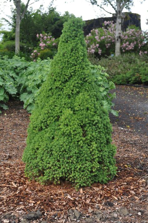 Dwarf Alberta Spruce 5'-8' Tall 3'-6' Wide Evergreen No Blooms Plant in ...